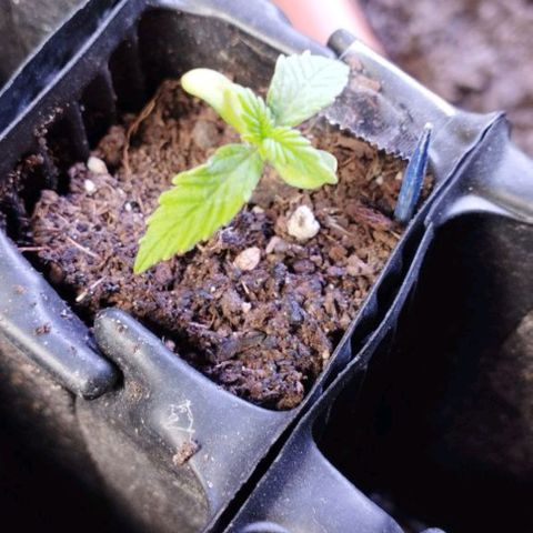Haze Berry II growlog photo: Obenrum passiert noch nicht viel, aber unten 