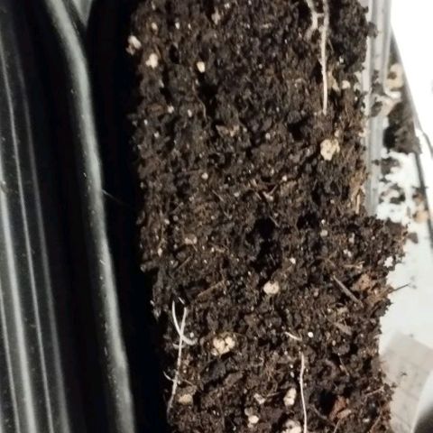 Haze Berry II growlog photo: Obenrum passiert noch nicht viel, aber unten 