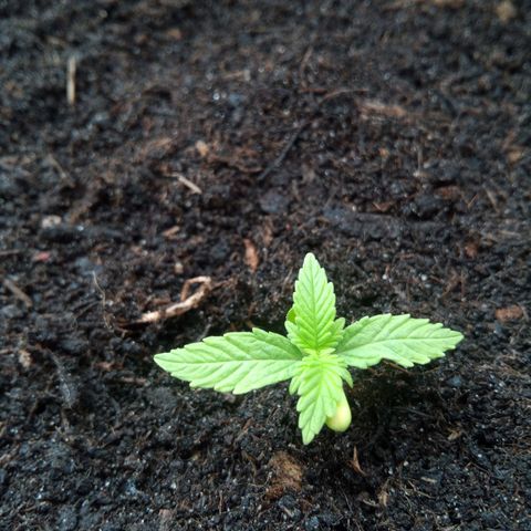 Haze Berry II growlog timeline photo