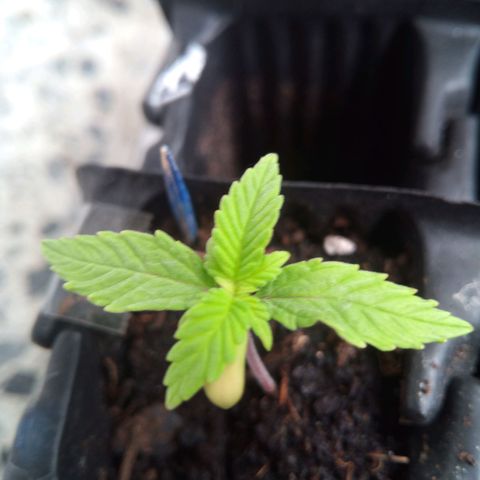Haze Berry II growlog timeline photo