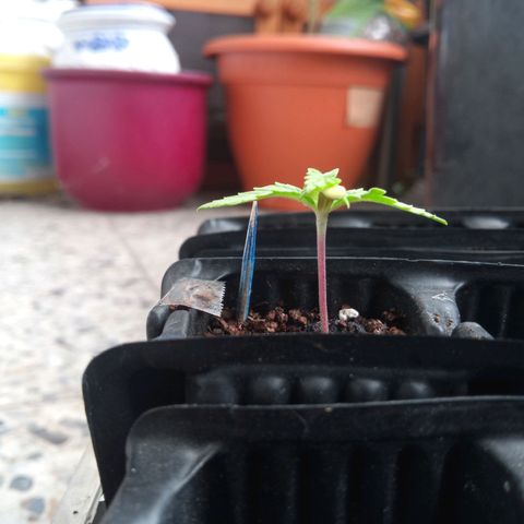 Haze Berry II growlog timeline photo