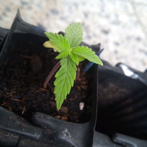 Haze Berry II growlog timeline photo