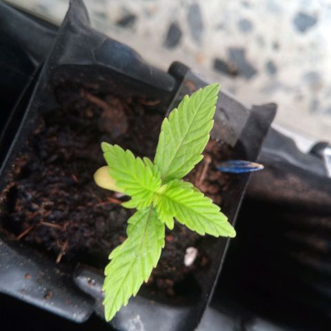 Haze Berry II growlog timeline photo