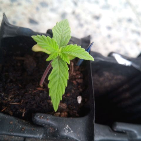 Haze Berry II growlog timeline photo