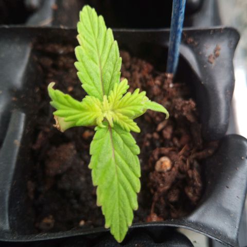 Haze Berry II growlog timeline photo