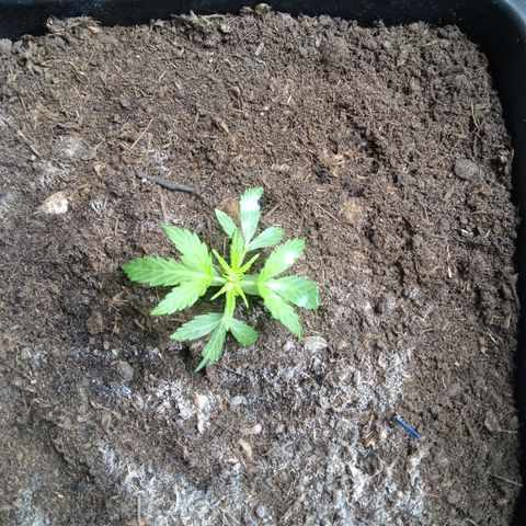 Haze Berry II growlog timeline photo