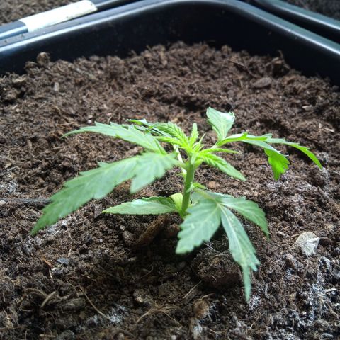 Haze Berry II growlog timeline photo