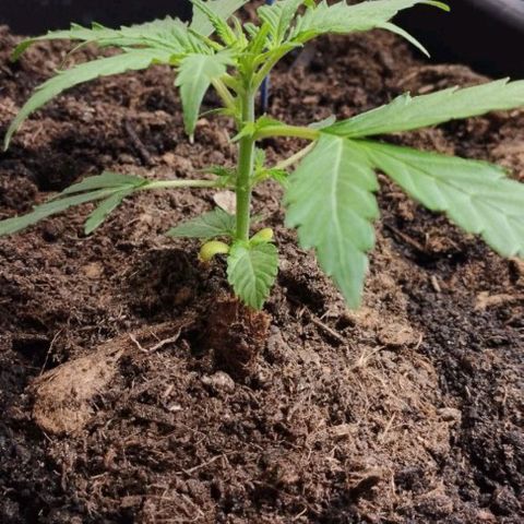 Haze Berry II growlog timeline photo