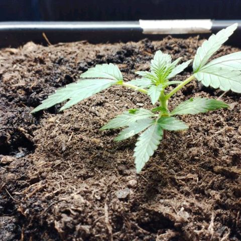 Haze Berry II growlog timeline photo