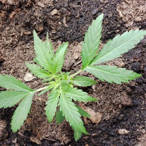 Haze Berry II growlog timeline photo