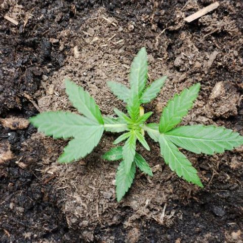 Haze Berry II growlog timeline photo