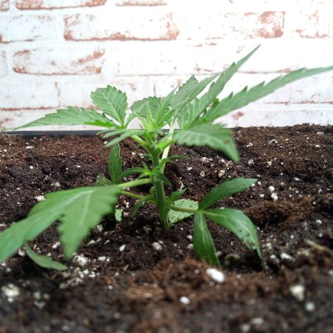 Haze Berry II growlog timeline photo