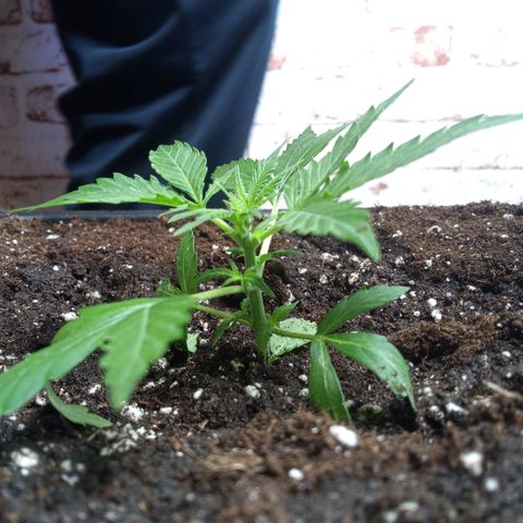 Haze Berry II growlog timeline photo