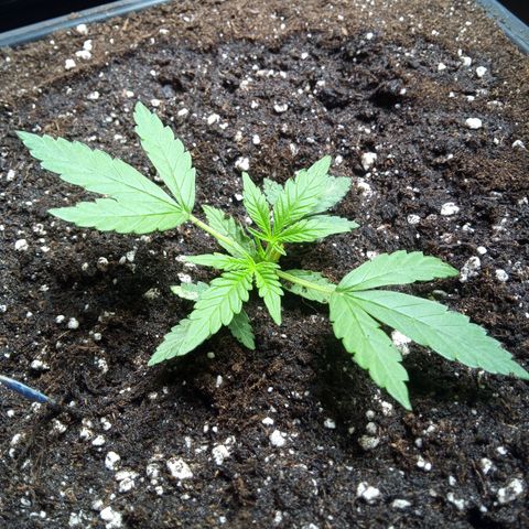 Haze Berry II growlog timeline photo