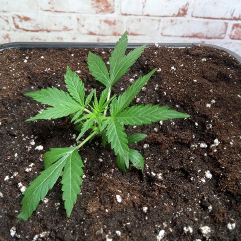 Haze Berry II growlog timeline photo