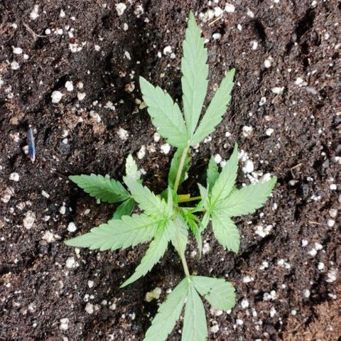 Haze Berry II growlog timeline photo