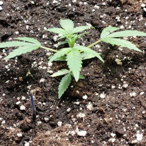 Haze Berry II growlog timeline photo