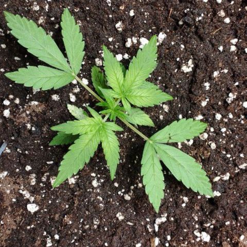 Haze Berry II growlog timeline photo