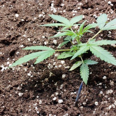 Haze Berry II growlog timeline photo