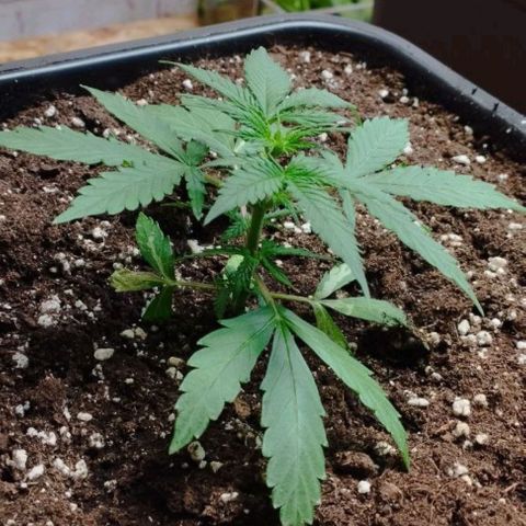 Haze Berry II growlog timeline photo