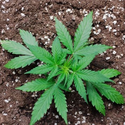 Haze Berry II growlog timeline photo