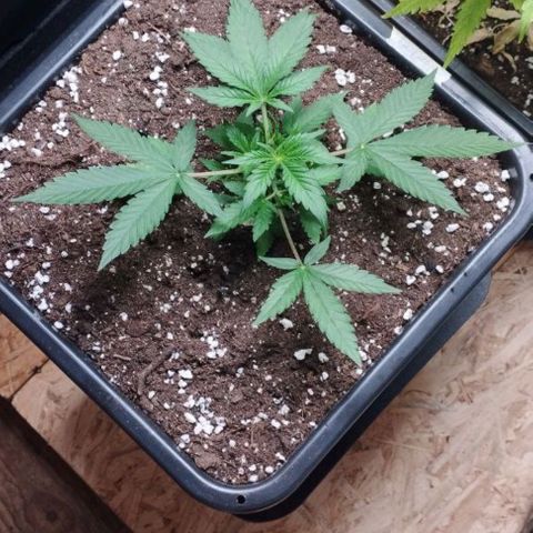 Haze Berry II growlog timeline photo