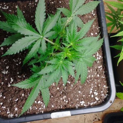 Haze Berry II growlog timeline photo