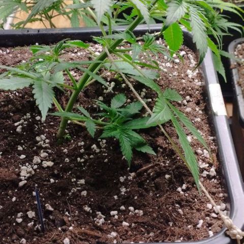 Haze Berry II growlog timeline photo