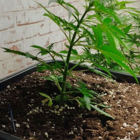 Haze Berry II growlog timeline photo