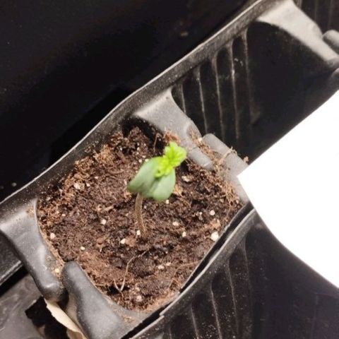 Haze Berry III growlog timeline photo