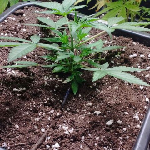 Haze Berry II growlog timeline photo