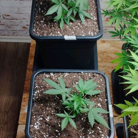 Haze Berry II growlog timeline photo