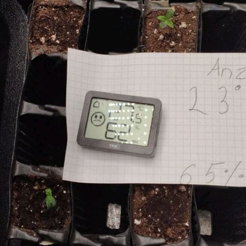 Haze Berry III growlog timeline photo