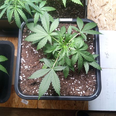 Haze Berry II growlog timeline photo