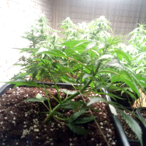 Haze Berry II growlog timeline photo