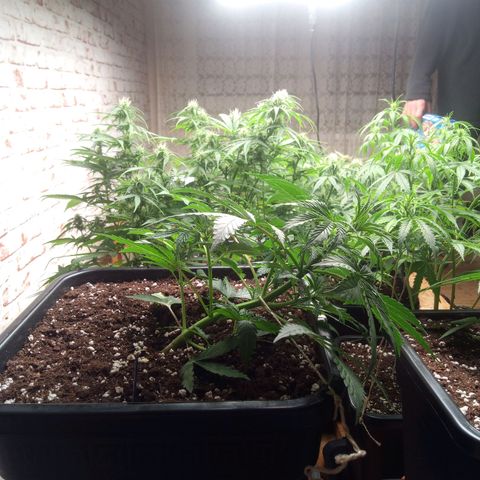 Haze Berry II growlog timeline photo