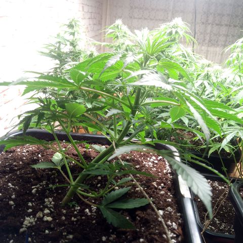 Haze Berry II growlog timeline photo