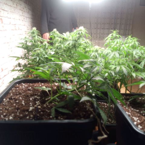 Haze Berry II growlog timeline photo