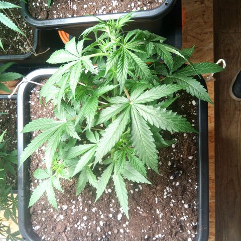 Haze Berry II growlog timeline photo