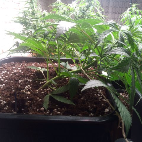 Haze Berry II growlog timeline photo