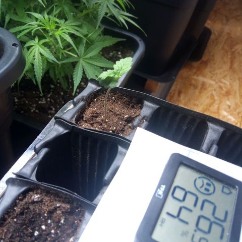 Haze Berry III growlog timeline photo