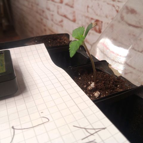 Haze Berry III growlog timeline photo