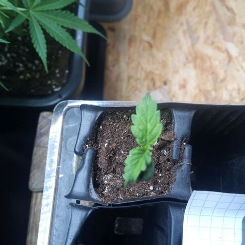 Haze Berry III growlog timeline photo