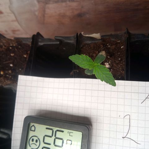 Haze Berry III growlog timeline photo
