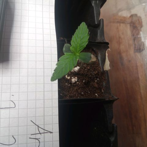 Haze Berry III growlog timeline photo