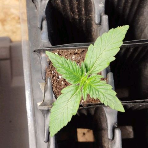 Haze Berry III growlog timeline photo