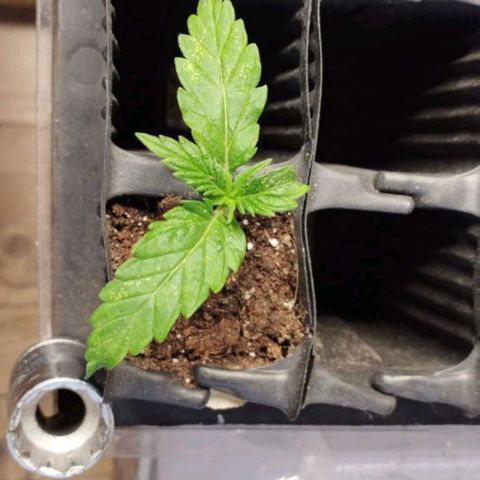 Haze Berry III growlog timeline photo