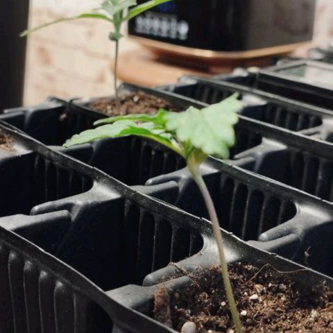 Haze Berry III growlog timeline photo