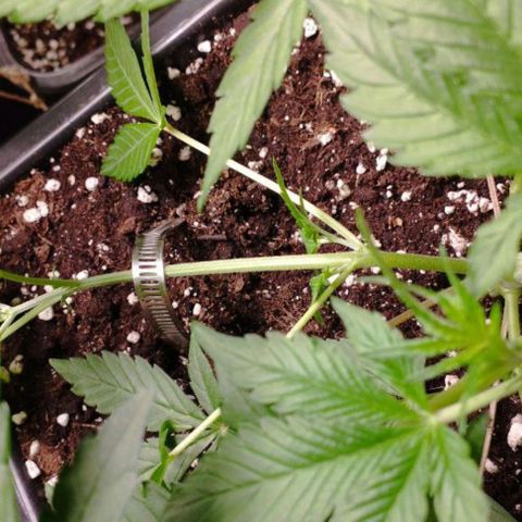 Haze Berry II growlog timeline photo
