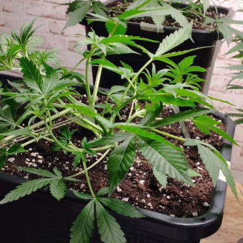 Haze Berry II growlog timeline photo